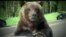Осторожно: медведи! (видео)