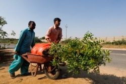 Пакистанські робітники саджають дерева вздовж дороги незадовго до початку пандемії коронавірусу