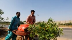 Рабочие высаживают деревья в Карачи