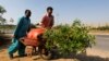 PAKISTAN-IRAQ/TREES