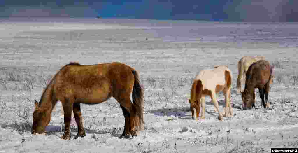 У табуні переважають чистокровні коні башкирської і української порід, а також їхні гібриди з іншими відомими породами. Густа шерсть захищає тварин від зимових холодів