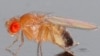 Самцы мухи-дрозофилы ухаживают за самками тутового шелкопряда