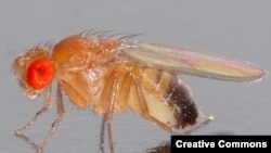 Дрозофила (Drosophila melanogaster). Излюбленный объект исследования генетиков. <a href = "http://en.wikipedia.org/wiki/Image:Drosophila_melanogaster_-_side_%28aka%29.jpg" target=_blank>Wikipedia.</a>