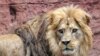  «باغ وحش های ایران مبدل به شکنجه گاه حیوانات شده است»
