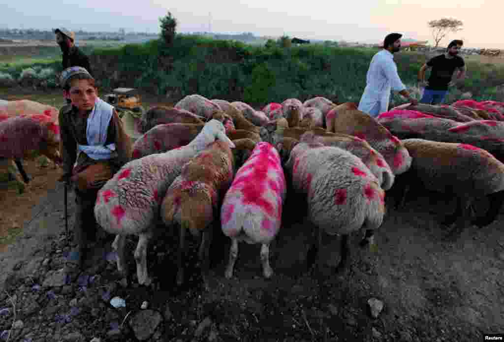 A Pakistani boy waits to sell his sheep at a market in Islamabad. Pakistanis are observing Eid al-Adha on September 13, a day later than in many other countries.&nbsp;