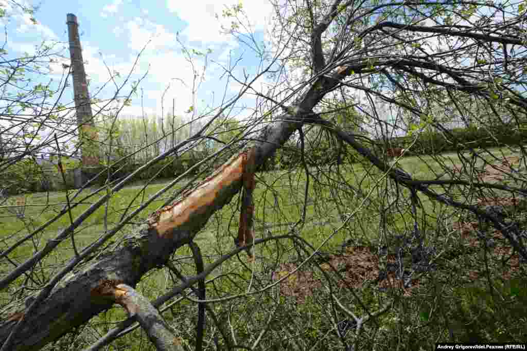 Один из стволов яблони, растущей рядом с хранителями, оказался повален, кора на дереве повреждена.&nbsp;