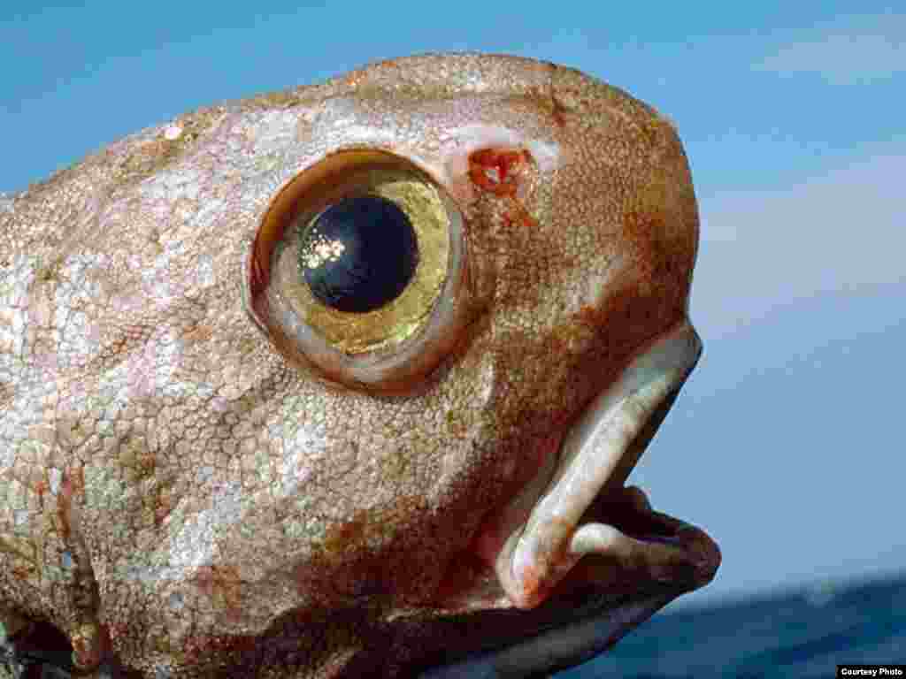 A bottom-dwelling grenadier fish, part of the Census of Marine Life project Photo by MAR-ECO/Oystein Paulsen-IMR