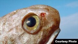 A bottom-dwelling grenadier fish (photo: MAR-ECO/Oystein Paulsen-IMR)