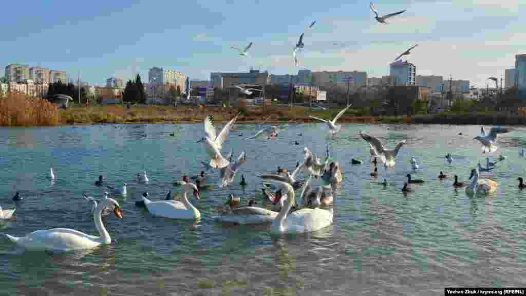 В бухту Омега в Севастополе прилетели лебеди &ndash; на южную зимовку