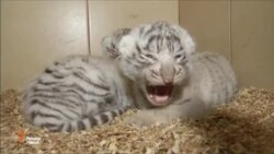 Дар боғи ҳайвонот чор бабри нодири сафед ба дунё омадааст