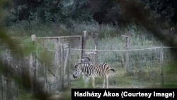 Zebre fotografiate de la distanță pe domeniul lui Meszaros.