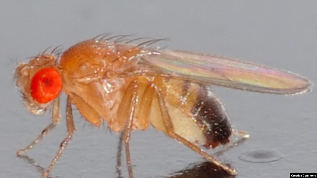 Дрозофила (Drosophila melanogaster). Излюбленный объект исследования генетиков. <a href = "http://en.wikipedia.org/wiki/Image:Drosophila_melanogaster_-_side_%28aka%29.jpg" target=_blank>Wikipedia.</a>