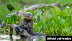 Otter uriaș. Cel mai mare declin s-a înregistrat la populațiile de viețuitoare de apă dulce, anume 83% din 1970, spune raportul WWF.