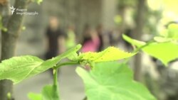 არის თუ არა თქვენი სახლის მახლობლად ბაღი ან პარკი?