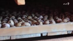 د مړزانو د تولید افغاني ماشین