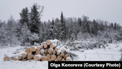 Вырубка деревьев в лесах Алтая
