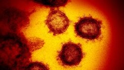 تصویربرداری از ویروس کرونا در یکی از لابراتوارهای ایالات متحده امریکا