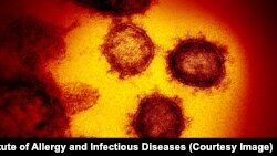 Намуди вируси SARS-CoV-2 зери заррабин 