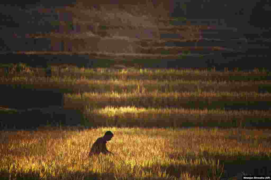 A Nepalese farmer harvests rice in Chaukot on the outskirts of Kathmandu. (AP/Niranjan Shrestha)