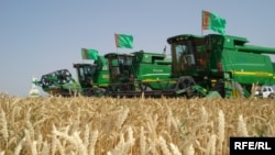 Wheat production is a significant part of the agricultural sector in Turkmenistan.