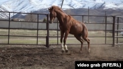 Иллюстрациялык сүрөт