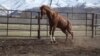 kyrgyzstan horse 