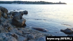 Мертвый дельфин в Черном море на территории Херсонеса, 26 июля 2017 года