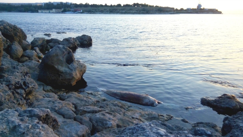 Севастополь: у берегов Херсонеса нашли раненного дельфина