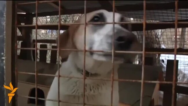 In Sochi, Some Stray Dogs Find Shelter, While Others Are Still In Danger