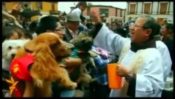 У Перу святили хатніх тварин на честь святого Франциска