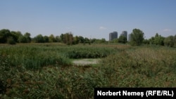 Fosta amenajare hidrologică din sud-estul Bucureștiului a devenit Parc Natural în 2016, prin hotărâre de guvern. Acum, la început de toamnă, aproape toate bălțile au secat. 