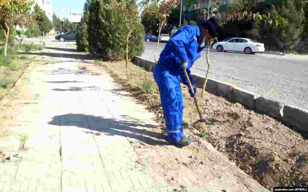 Mary şäherinde ýaşuly adam agaç ekýär.