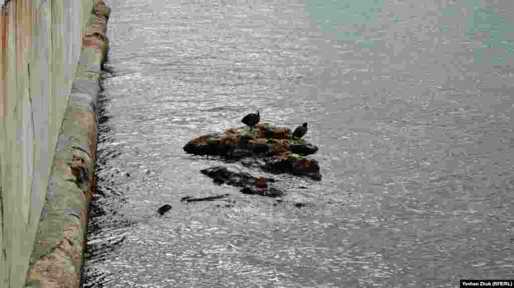 Качки відпочивають на камені біля дельфінарію