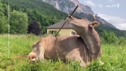 د غوا د ځان ګرولو چلونو ساینسپوهان حیران کړي دي