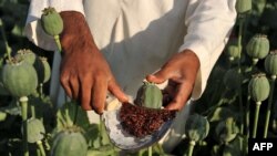 An Afghan farmer collects raw opium as he works in a poppy field. The UN says Afghan opium production reached another all-time high in November.