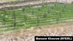آرشیف: یک باغ در غور