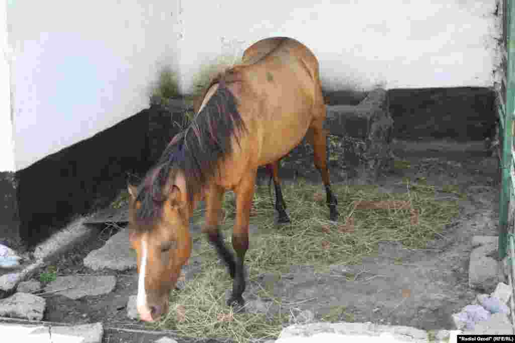 Асп дар Боғи ҳайвонот.