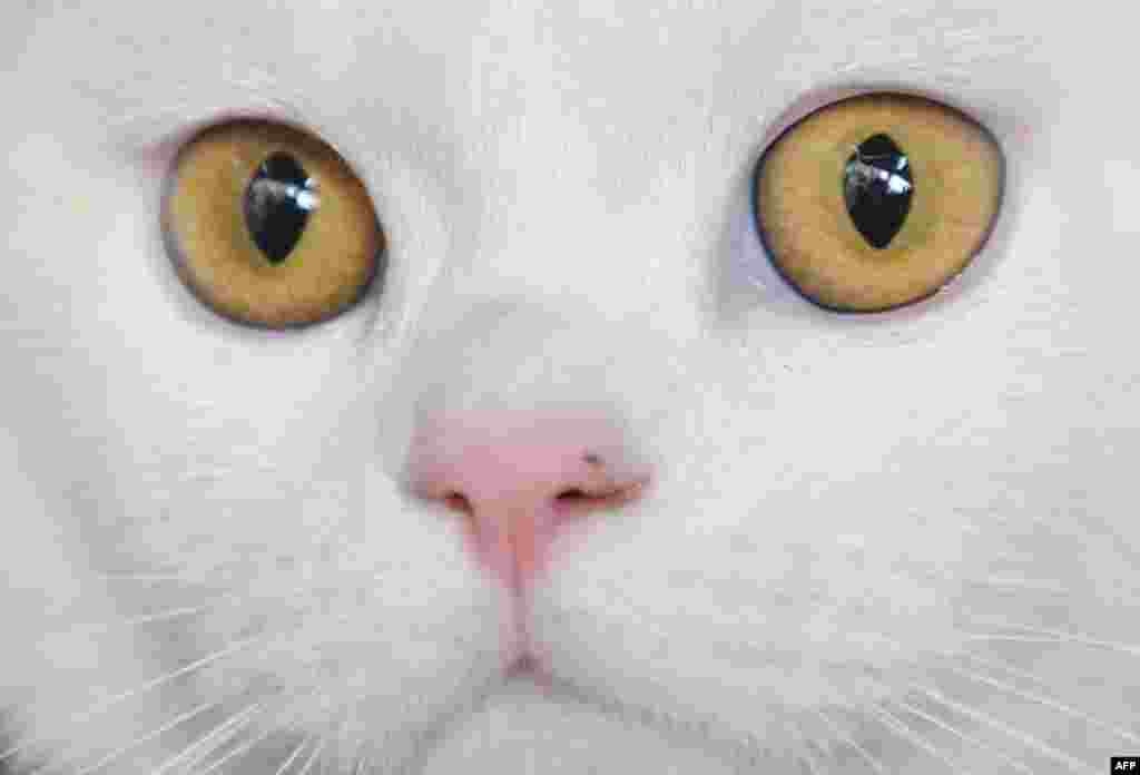 Nervously awaiting the judges' marks