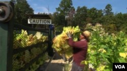 ABŞ-da bir adam hasyl ýygnaýar