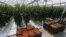 Armenia -- A commercial greenhouse belonging to the Spayka company.