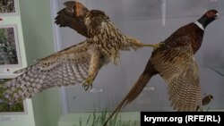 Застиглі миттєвості й століття: природа в музеї Карадазького заповідника (фотогалерея)