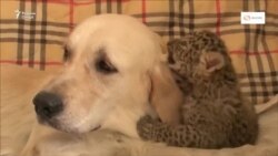 Дар Русия як саг тарбияву парвариши шер, бабр ва палангро бар дӯш гирифтааст.