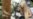 Femen Activists Cut Down Cross In Kyiv