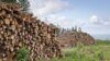 Рада не запровадила мораторій на експорт дров з України