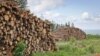 Українські державні установи розкритикували дослідників за звіт про порушення під час заготівлі деревини