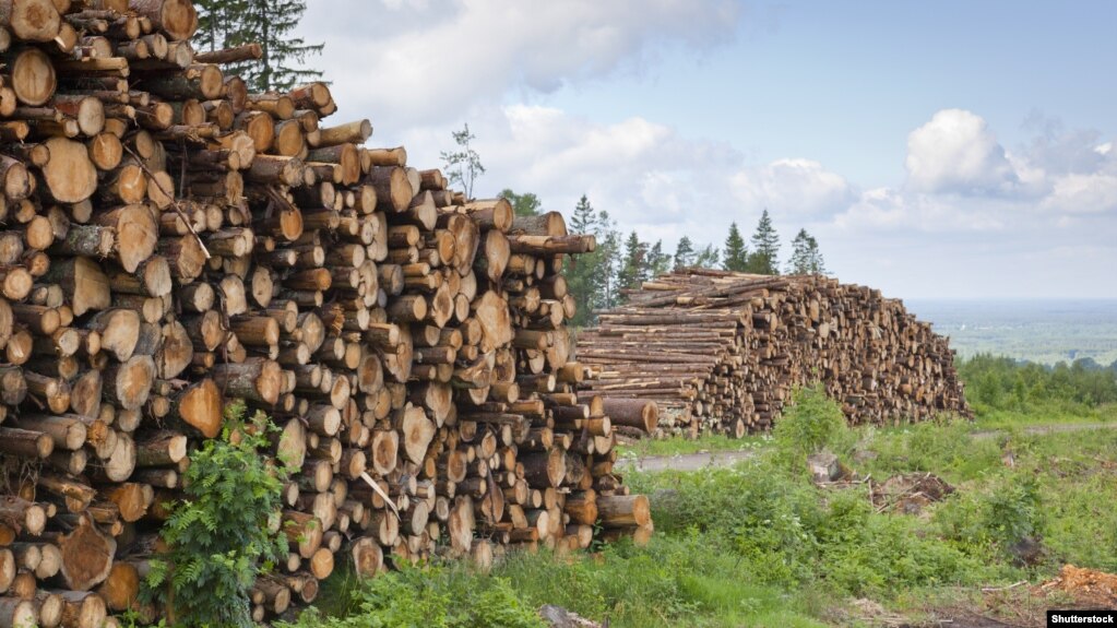 Earthsight звернула увагу, що виробник меблів не оприлюднив всі результати свого розслідування