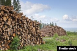 Гриценко заперечує проти експорту лісу-кругляку, хоча противники мораторію стверджують, що він не запобігає вирубці лісу