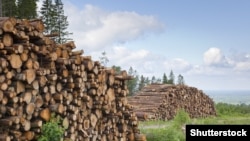 У квітні 2015 року Верховна Рада ухвалила закон, яким тимчасово заборонила експорт лісоматеріалів у необробленому вигляді