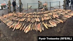 نسل ماهی‌های خاویاری در دریای خزر به شدت در معرض خطر است.
