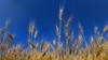 Врожайність, як у США та Франції, дасть Україні 120 мільйонів тон зернових на рік – аграрій 
